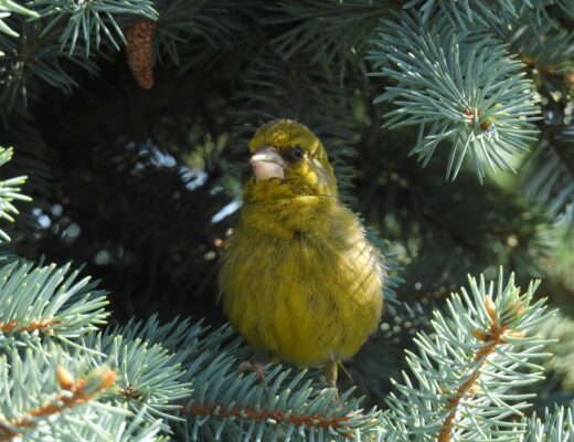 florinte parcul drumul taberei